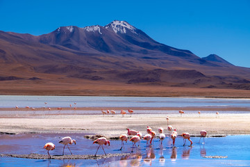Flamencos en Bolivia Sur America con un fondo de montañas andinas