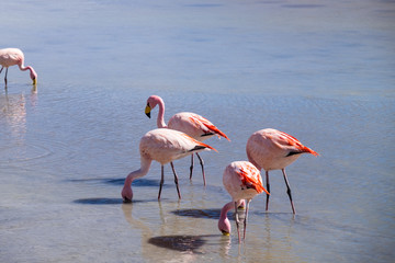 Flamencos en primer plano junto a un lago en el Salar de Uyuni Bolivia Sur América
