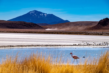 Flamencos en Bolivia Sur America con un fondo de montañas andinas