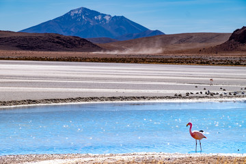 Flamencos en Bolivia Sur America con un fondo de montañas andinas
