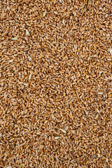 Barley. Agricultural Exhibition. Fresh harvest. Texture