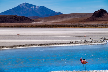 Flamencos en Bolivia Sur America con un fondo de montañas andinas