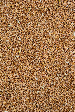 Barley. Agricultural Exhibition. Fresh harvest. Texture