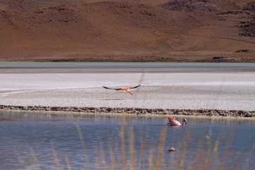 Flamencos en primer plano junto a un lago en el Salar de Uyuni Bolivia Sur América