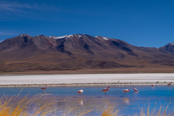 Flamencos en Bolivia Sur America con un fondo de montañas andinas