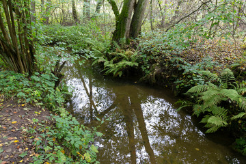 Fototapeta premium Forest autumn Nature about Creek in northern Bohemia, Lusatian Mountains, Czech Republic