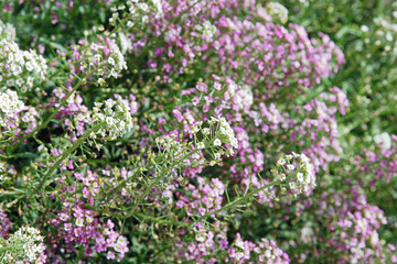 Small lilac and white decorative flowers on sunny day