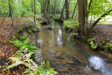 Fototapeta premium Leśna jesień Przyroda wokół potoku w północnych Czechach, Góry Łużyckie, Czechy