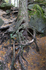 Forest autumn Nature about Creek in northern Bohemia, Lusatian Mountains, Czech Republic