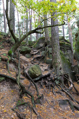 Forest autumn Nature about Creek in northern Bohemia, Lusatian Mountains, Czech Republic