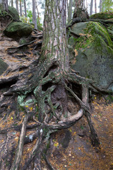 Forest autumn Nature about Creek in northern Bohemia, Lusatian Mountains, Czech Republic