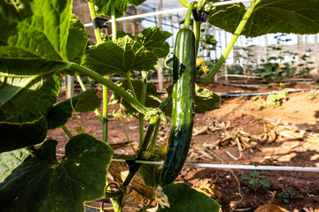 Cucumber plant. Cucumber with leafs and flowers. Cucumbers in the garden, in Brazil