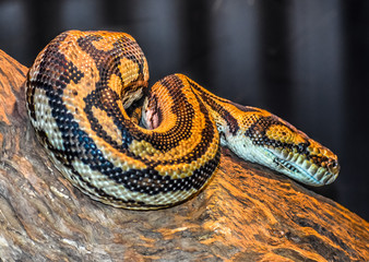 Yellow and Black Carpet Python in a Tree