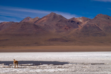 Vicuñas salvajes, en su entorno natural en Bolivia 