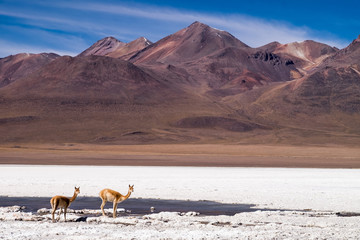 Vicuñas salvajes, en su entorno natural en Bolivia 