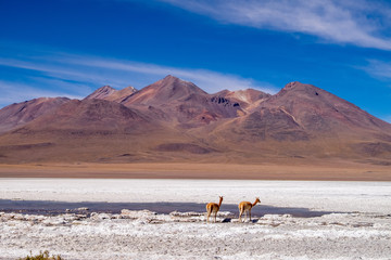 Obraz na płótnie Canvas Vicuñas salvajes, en su entorno natural en Bolivia 