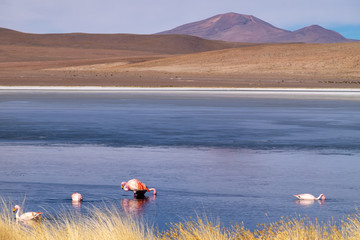Flamenco de Bolivia Sur América