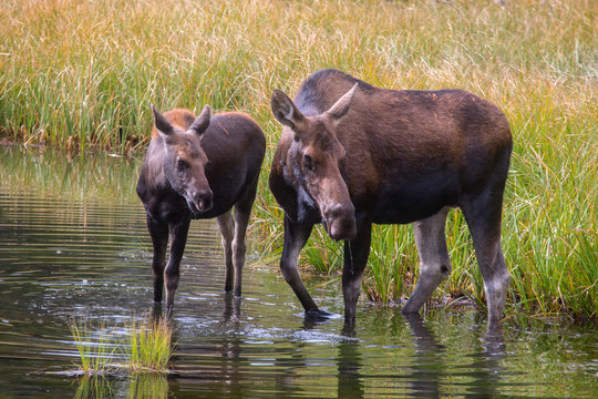 Rocky Mountain Moose
