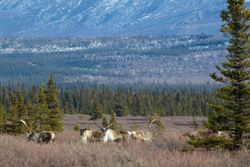 Caribou in the Alaska Range
