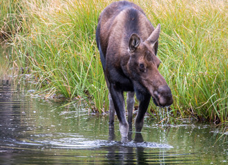 Fototapeta premium Rocky Mountain Moose