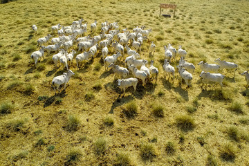 aerial view of herd nelore cattel on dry pasture in Brazil