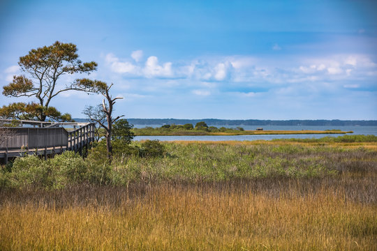 Life of the Forest Nature Trail at Assateague Island