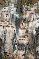 Bird rock at Alkefjellet Spitsbergen with the Brünnich's guillemot (Uria lomvia)