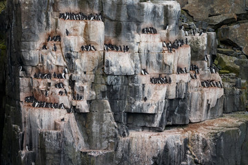 Bird rock at Alkefjellet Spitsbergen with the Brünnich's guillemot (Uria lomvia)