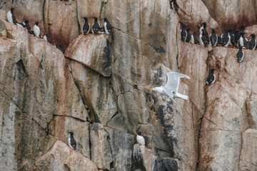 Bird rock at Alkefjellet Spitsbergen with the Brünnich's guillemot (Uria lomvia)