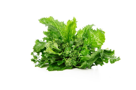 Broccoli Rabe Isolated