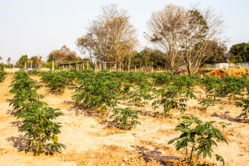 Cassava or manioc plant field on little familiar farm in Brazil