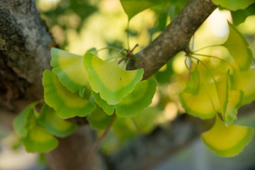 Ginkgo biloba fruits et feuilles 