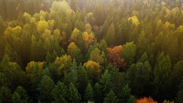 Autumn in forest aerial top view. Fall colors of mixed countryside woodland, green conifers, yellow deciduous trees. Drone flies over colorful treetops in warm sun light, sunrise golden hour