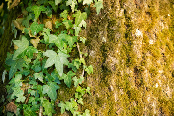 Feuilles de lierre sur un tronc