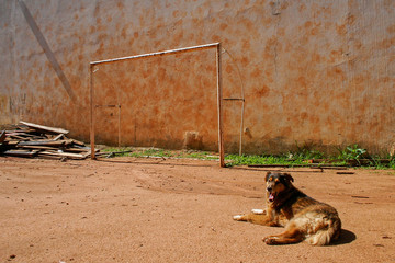 A stray dog rests on an abandoned dirt soccer field, with a rusty goalpost in the background, Porto Alegre, RS, Brazil © cabuscaa