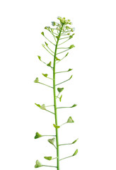 Plant shepherd's purse (Capsella bursa-pastoris) 3