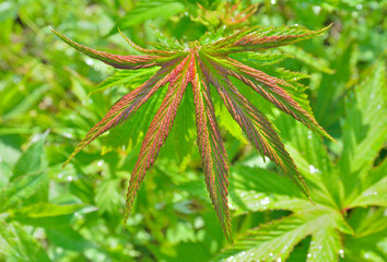 Leaf of meadow-sweet 5