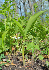 Lily of the valley 4