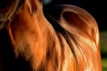 Close up of chestnut horse hair coat shining in the sunlight