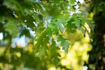Feuilles de chêne tauzin ou chêne des Pyrénées