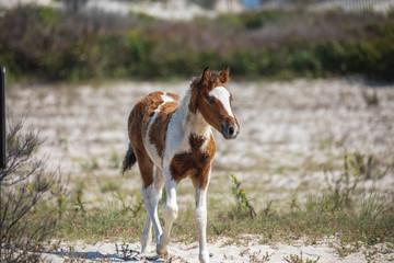 Fototapeta na wymiar Assateague Horses on Assateague Island