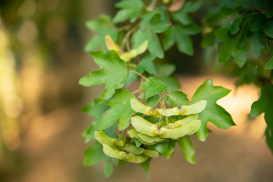Samares et feuilles d'&eacute;rable