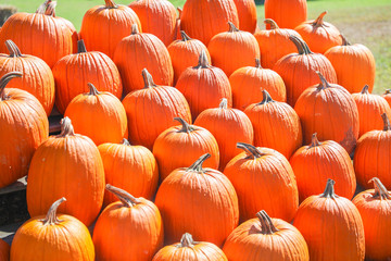 orange pumpkins at outdoor farmer market. pumpkin patch. Copy space for your text - Image