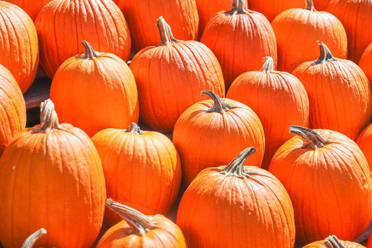 orange pumpkins at outdoor farmer market. pumpkin patch. Copy space for your text - Image