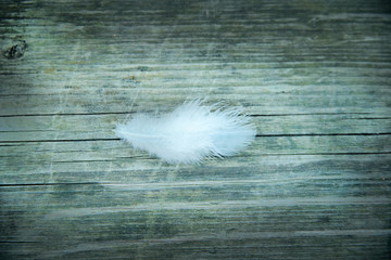 Plume blanche sur bois gris