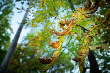 Marron dans sa bogue, perché sur sa tige, en automne