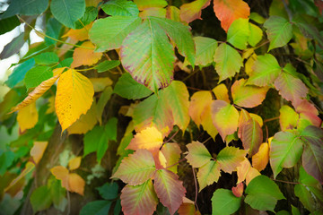 Feuillage en début d'automne