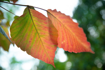 Duo de feuilles d'automne, rougissantes