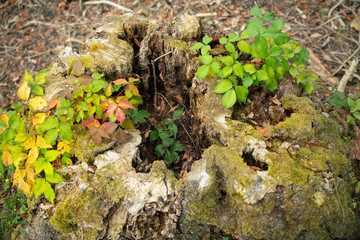 La nature reprend vie dans un tronc