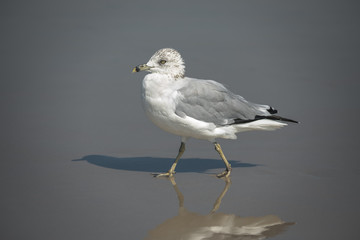 Seagull on South Ocean Beach at Assateague Island